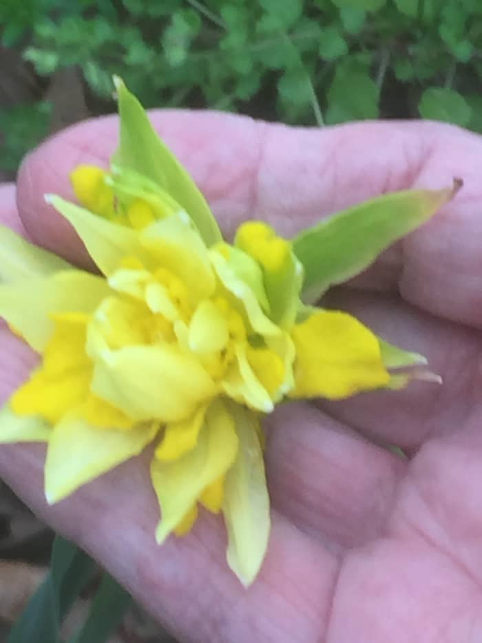 I want to thank Sheila so much, for your gift of these lovely plants. This is a photo of the one that bloomed beautifully. We haven't had a chance to clean the flowerbed before St. Patrick's Day yet.
