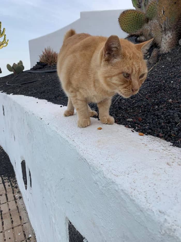 Carlos was found with tail cancer. He had his tail removed and was saved. He lives just above the marina.