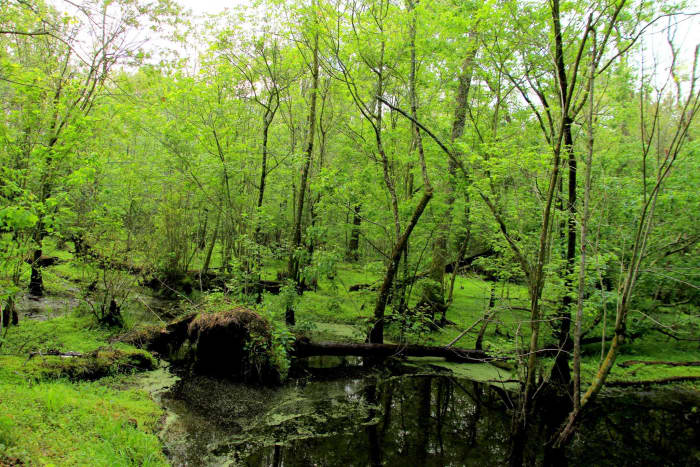Part of the Great Dismal Swamp in eastern North Carolina.