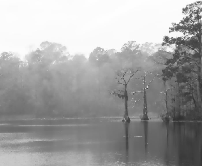 Cypress trees rise from a deep water swamp in southeastern NC.