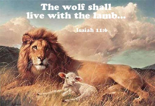 Isaiah 11:6 The wolf also shall dwell with the lamb, and the leopard shall lie down with the kid; and the calf and the young lion and the fatling together; and a little child shall lead them.