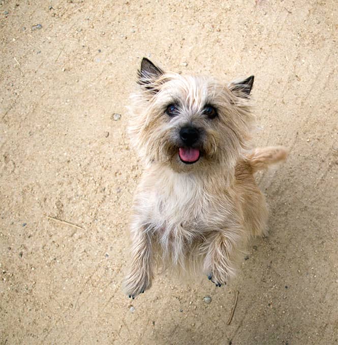 Don't let the 'cute' fool you, this breed has courage, tenacity and is intelligent, they'll chase anything that moves, no matter how big!