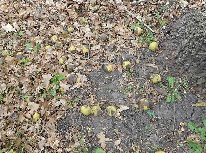 Minnesota Musing Squirrels They're Jerks and They Are Going to be Jerky LetterPile