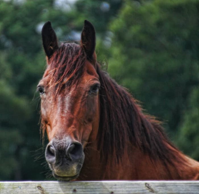A bay Quarter Horse watches the photographer with curiosity