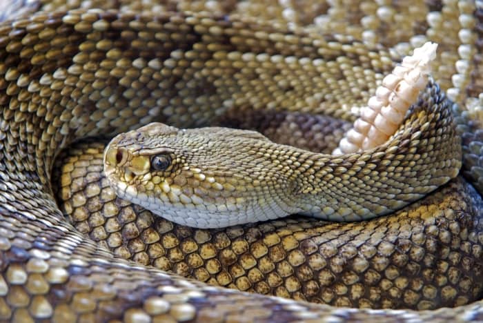 NOTE: this guy (or girl) and those in his/her family is DANGEROUS. Play it safe and you will come out alive.