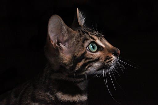 The love that someone feels for their pet can survive anything, even their passing on into the afterlife.