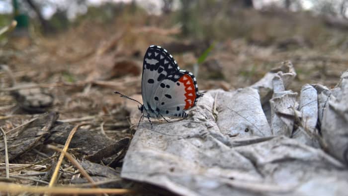 A beautiful personality is similar to a butterfly. It brings about a sense of joy and colour to wherever it goes.