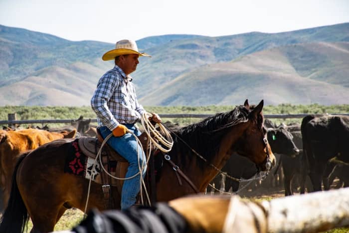 Cattle drovers make great employees who love to work alone, but hate the crowds.