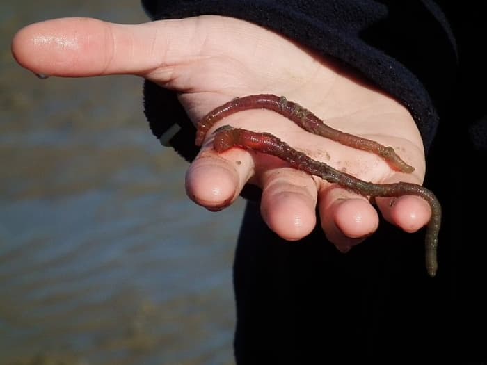 Lugworms