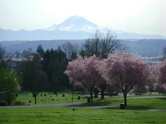 ... soft pink blossoms graced the spring cherry trees. Mount Rainier stood as a breathtaking monument filling the western skies of the Puget Sound region.