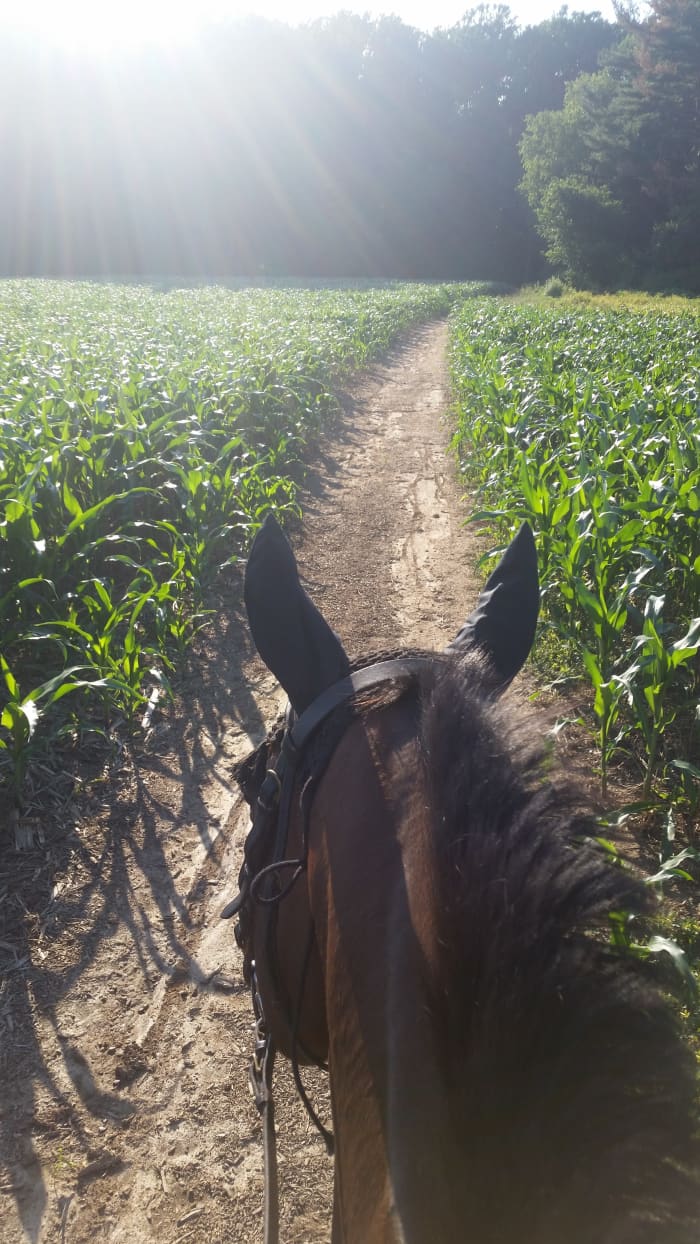 My old normal involved horses almost 99,9 % of the time! This was one of my favorite views.