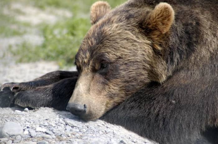 After a day of foraging, nothing beats a long, leisurely nap. . .that is if you are a Grizzly Bear.