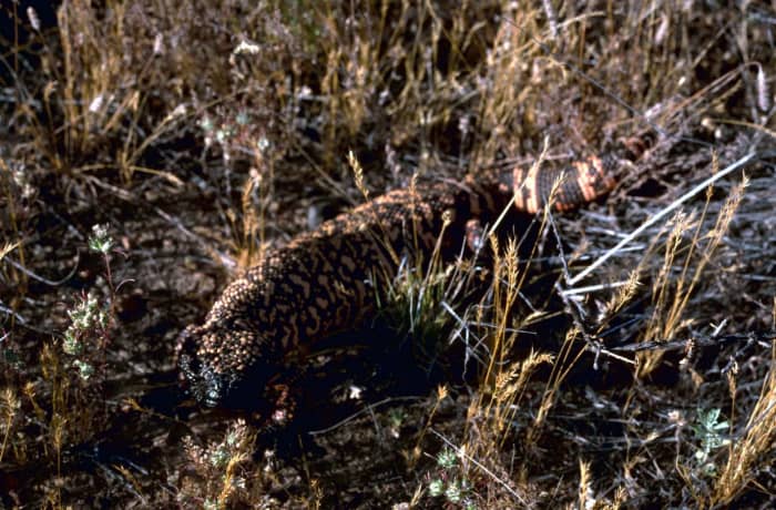 This is no monster, but a Gila Monser or the Pearled Lizard and is very venemous.