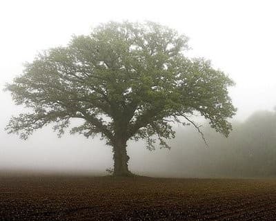 Little seed, huge tree.