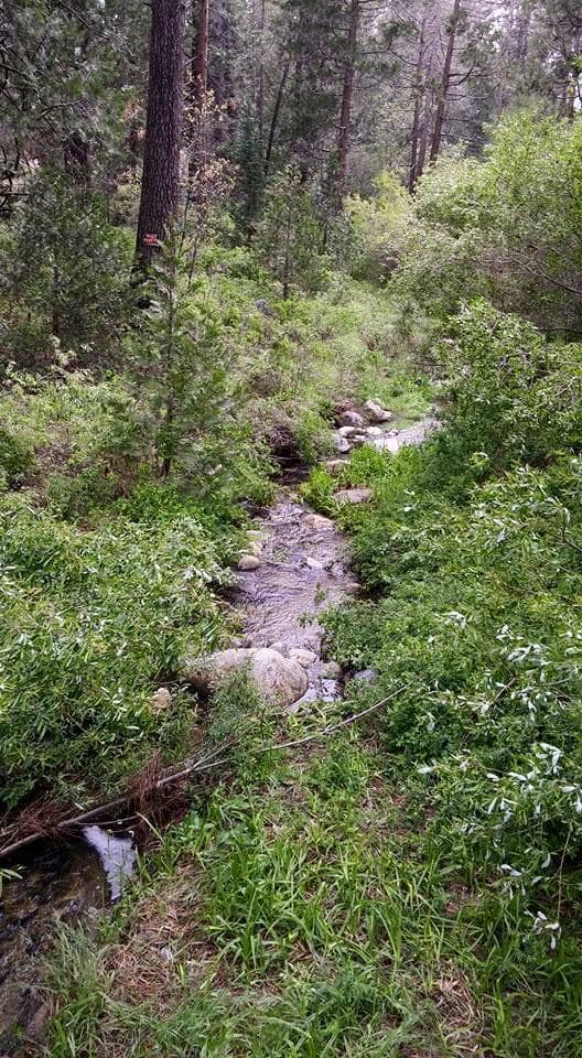 I listen to the music calling to me from the creek. It sings a song of peace and well-being.