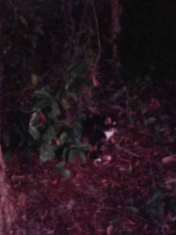 Mommy blends into the background. There are dead leaves that create a way for her to be camouflaged.