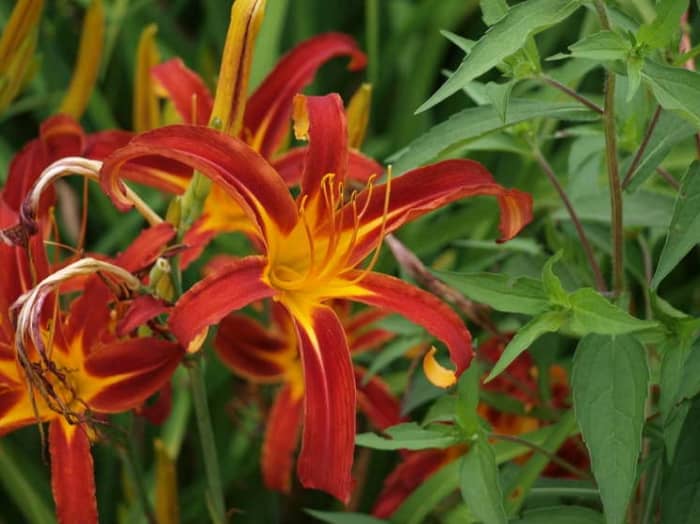 Nona's garnet spider daylily is an extended bloomer. It has spider-like, 16-hour blooms with garnet red petals, a golden yellow eye, and a tiny green throat.