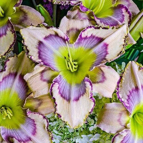 The handwriting on the wall reblooming daylily blooms midsummer and again in late summer to early fall. It has 6-inch blooms that are peach with wine-purple eyes that blend to lavender-purple near the yellow throat.