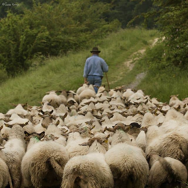 The Shepherd #2 - LetterPile