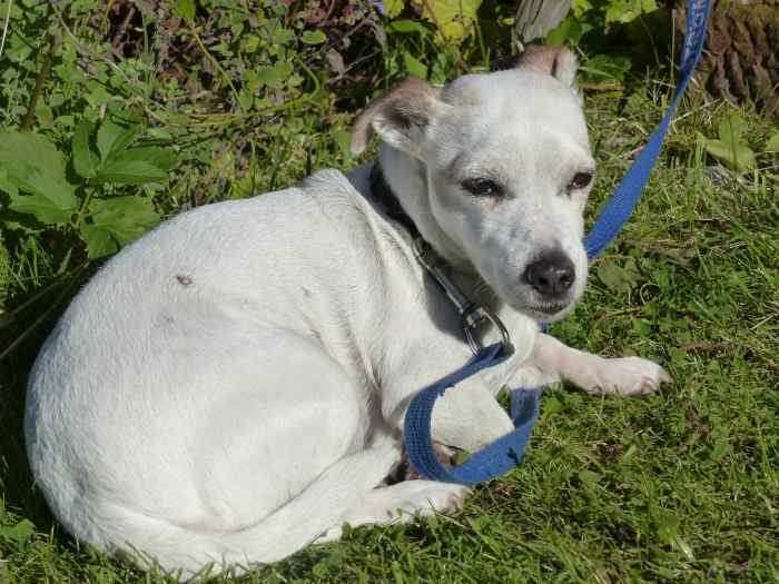 How Can I Keep My Dog Outside Without a Fence? PetHelpful