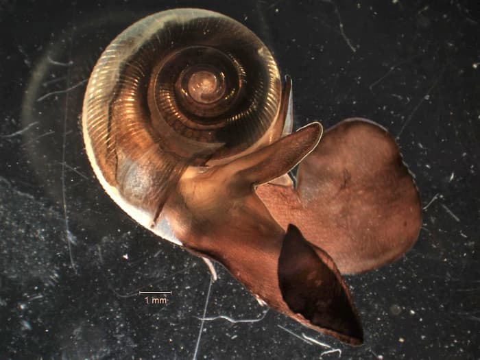 A sea butterfly in the genus Limacina