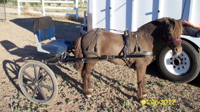With no basket between the driver and the horse, and the shorter shaft, the driver is right behind the horse. This is the closest most of us will ever come to riding our miniature.