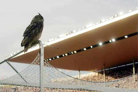 The iconic moment in Finland's Euro 2008 campaign occurred on June 2, 2007. Later named Bubi, an eagle owl inside Helsinki's Olympiastadion, delays a Euro 2008 qualifier between Finland and Belgium.