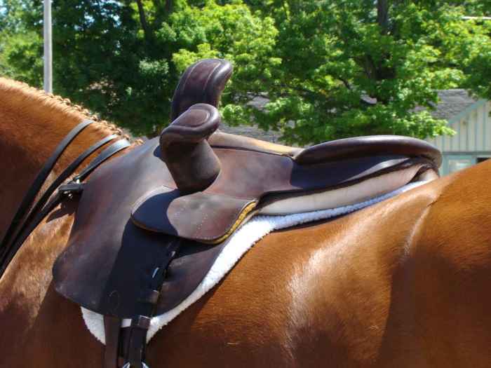 10 Different Types of Horse Riding Saddles HowTheyPlay