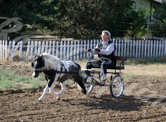 Rascal driving in an Easy Entry cart. He is essentially a pleasure driving horse, driven at breed shows. His harness has no tree and the breast collar is fairly thin. Pads have been added under the saddle and breast collar.