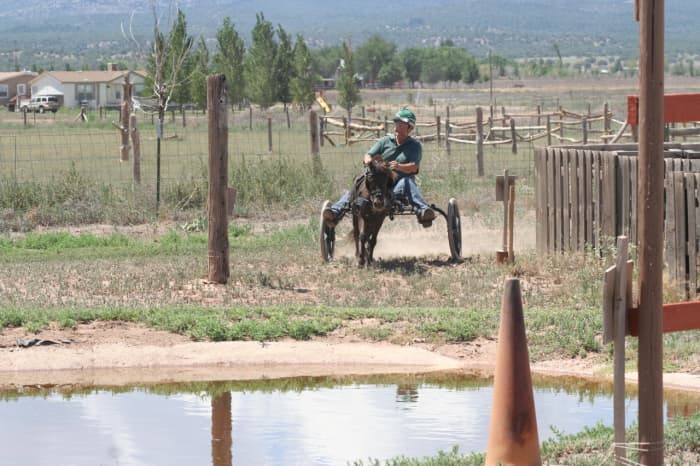 PJ coming in to a water obstacle. At the Training level, there is always a way around the water. PJ is working at the next level up and must navigate through the water. At this level, he may canter, and is enjoying the faster pace.
