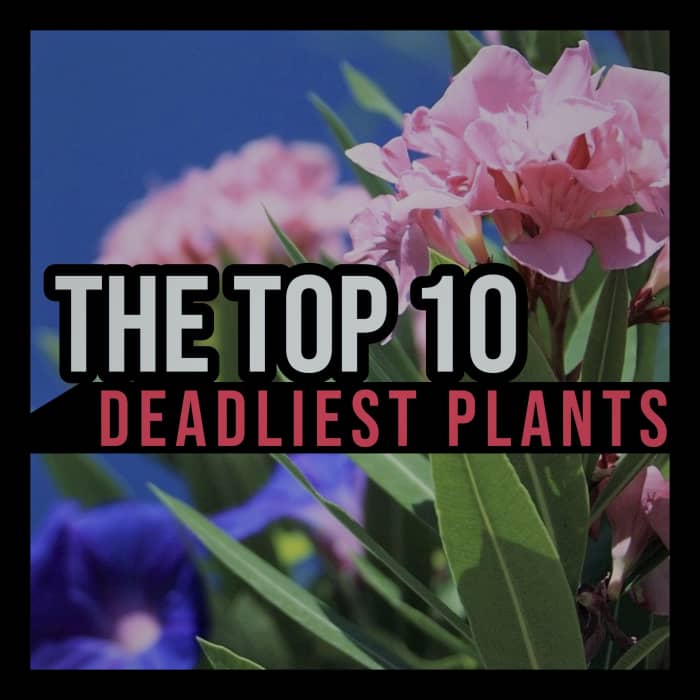 The Top 10 Deadliest Plants in the World Dengarden