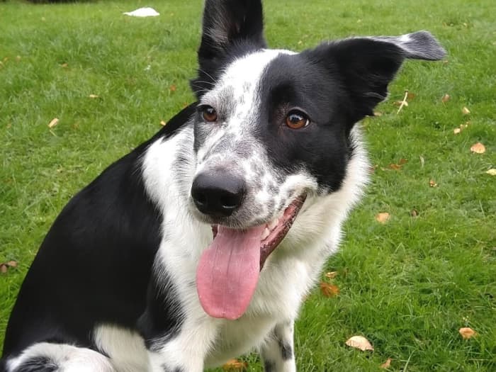 Smooth-coated border collies are not great around children if they were not raised around children.