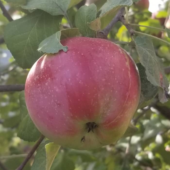 Ripe apple hanging from the branch of a tree in my neighbor's front yard. Very inspiring for both writing and baking in New England as fall approaches.
