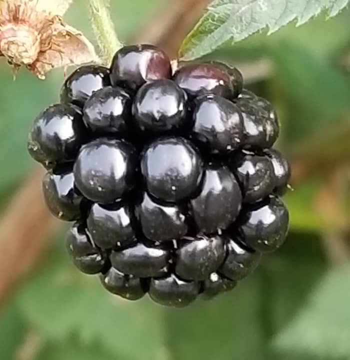 Close-up of a single plump delicious blackberry ready for harvesting, and enjoying straight from the source. Provides nectar for children and hummingbirds.