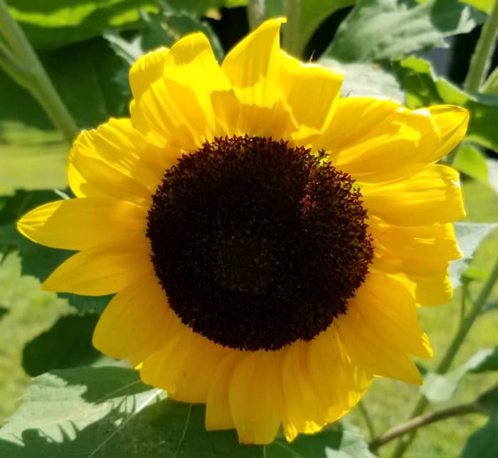 A sunflower growing amist tomatoes, basil and ground cherries in a community garden bed.