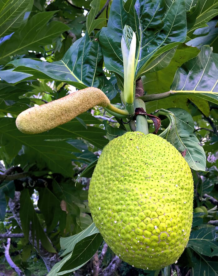 'Ulu Breadfruit: Facts And Culinary Uses - Dengarden