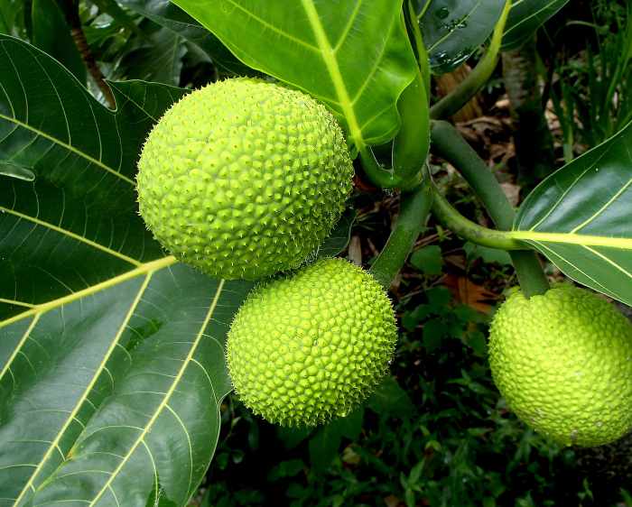 'Ulu Breadfruit Facts and Culinary Uses Dengarden