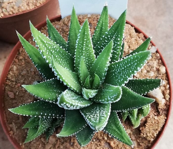 How To Grow Zebra Haworthia Zebra Cactus Dengarden