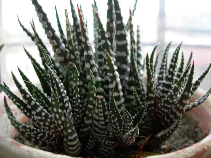 How to Grow Zebra Haworthia (Zebra Cactus) Dengarden