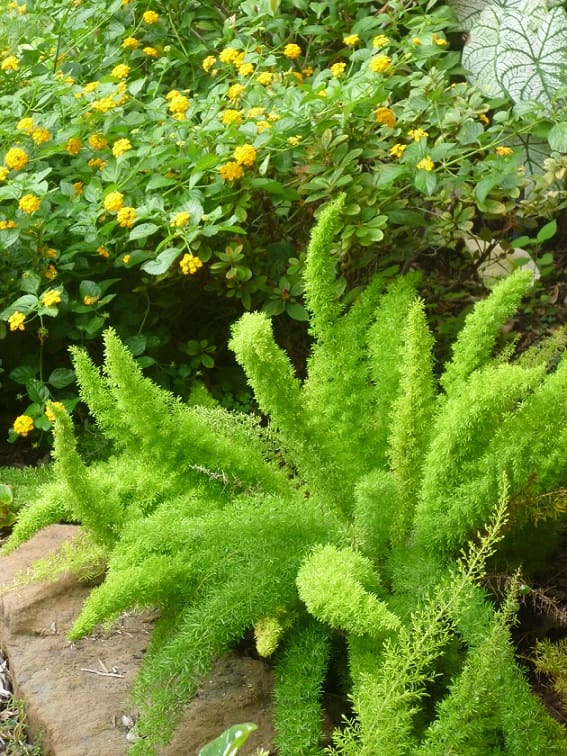 Foxtail Fern Learn the Downside of Planting This Variety