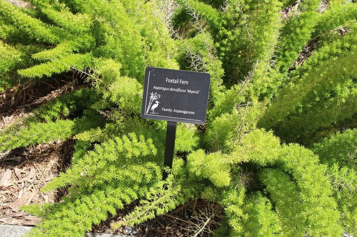 The older fronds shed their leaves and become stick-like in appearance. Remove them by snapping or cutting them off to keep the plant looking tidy and beautiful.