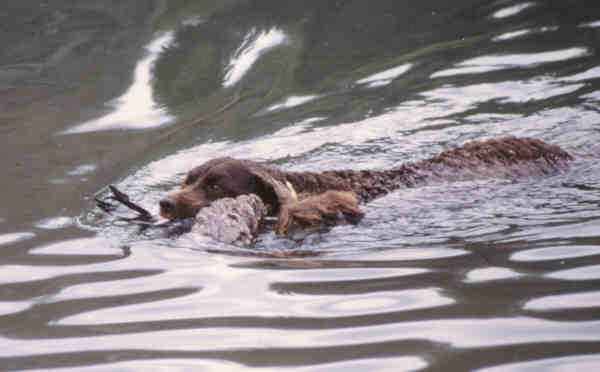 Pictured above is an American Water Spaniel retrieving a duck for their owner. The dog's coat is naturally waterproof, allowing this breed to swim with a particular gracefulness.