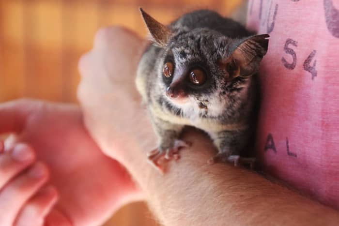 keeping-caring-bush-babies-as-pets