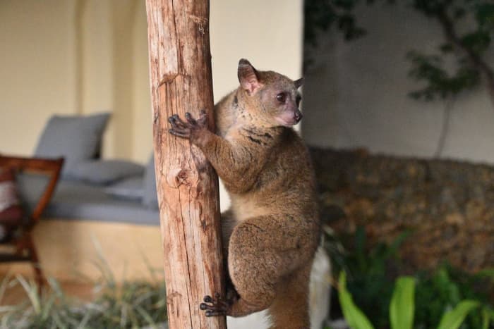 Bush babies are not legal to keep as pets in most states.