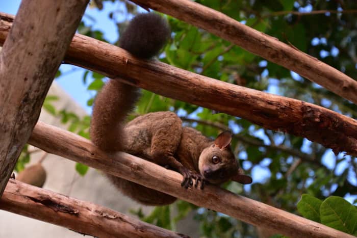 It is illegal to import primates to the United States for the pet trade.