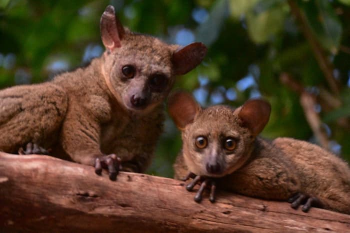 Bush babies often like living in pairs.