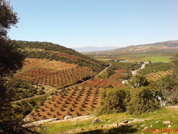 fields in northern Syria, repurposed as part of the Bookchinite Internationalist Commune of Rojava's "Make Rojava Green Again" campaign
