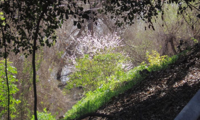 The shady paths of the watershed gave us unexpected views of flowering trees and other beauties.