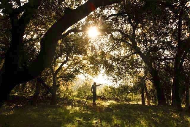 In early 2011, LA County's Flood Control District chopped down the Arcadia Woodlands to create an open space to dump dirt and rocks.