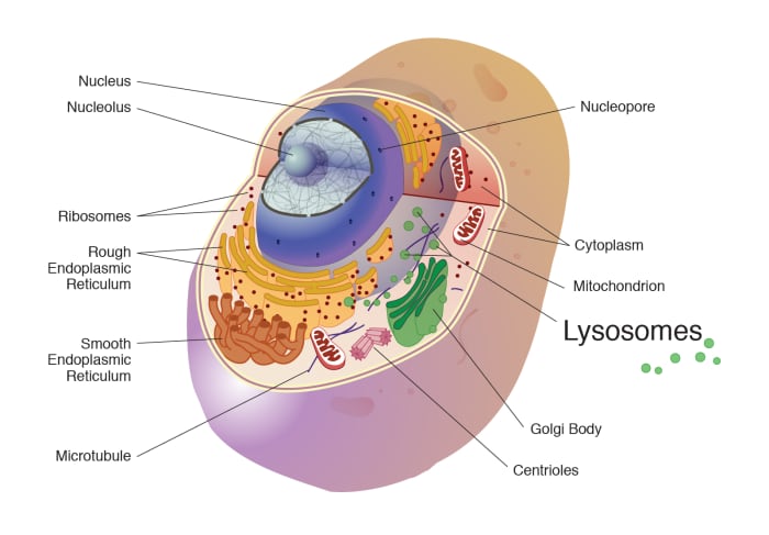 This illustration of a human cell shows some important organelles. The lysosomes play a vital role in autophagy.